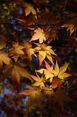 Golden Autumn Leaves of Japanese Maple Tree