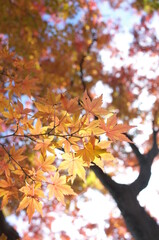 Golden Autumn Leaves of Japanese Maple Tree