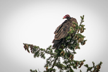 Turkey vulture in the top of a tree