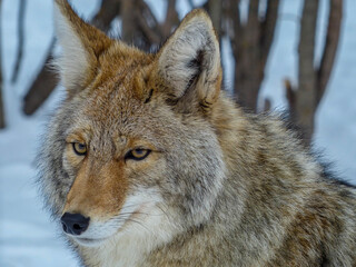 portrait of a coyote in the snow 
