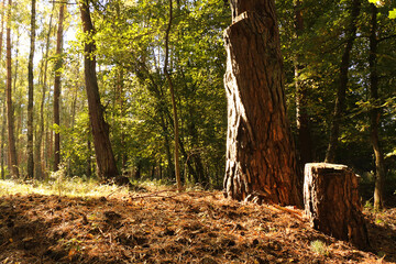 Old pine trunk in the rays of the rising sun
