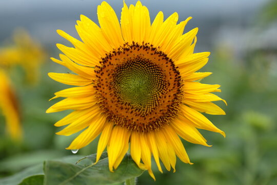 I will draw a picture of a sunflower.

