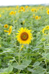 Obraz premium I will draw a picture of a sunflower. 
