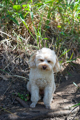 小型犬、初めての登山