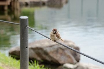 池に張られたロープに止まって休息するすずめ
