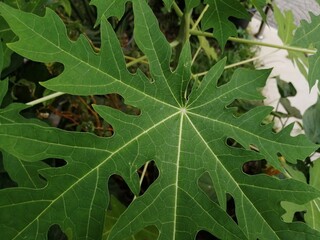 Closeup Papaya leaf pattern