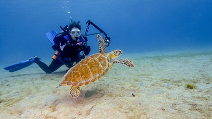 A Young Female Scuba Diver Photographs a Green Turtle at the Frederiksted Pier in St Croix in the US Virgin Islands