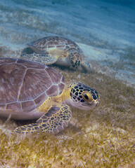 Obraz premium A Pair of Green Turtles at the Frederiksted Pier in St Croix of the US Virgin Islands