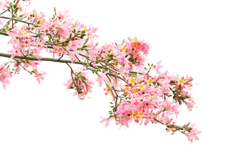pink silk floss tree flower isolated on white background