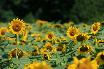 Fototapeta premium Sunflowers in a rural farm setting