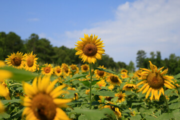 Obraz premium Sunflowers in a rural farm setting