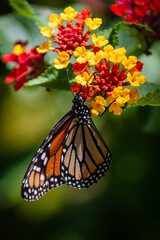closeup butterfly on small flowers