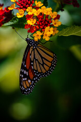 closeup butterfly on small flowers