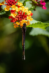 closeup butterfly on small flowers