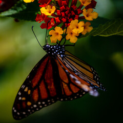closeup butterfly on small flowers