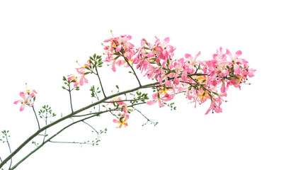Obraz na płótnie Canvas pink silk floss tree flower isolated on white background