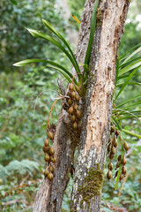 A Giant Boat-lip Orchid (Cymbidium madidum) - known also as the Arrowroot Orchid - growing epiphytically in subtropical coastal forest; several large olive-green and brown seed pods hanging down too.