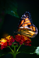 closeup butterfly on small flowers
