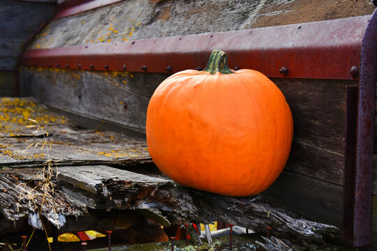 An image of a large ripe orange pumpkin on vintage farming equipment in late Autumn. 