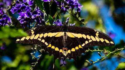 Fototapeta premium closeup butterfly on small flowers