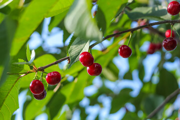 Obraz premium Cherry branch with ripe red berries in the garden