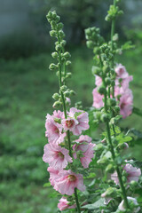 Fototapeta premium Bushes of pink mallows in full bloom