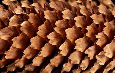 texture of natural spruce cone