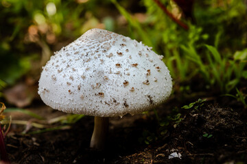 Closeup of a mushroom