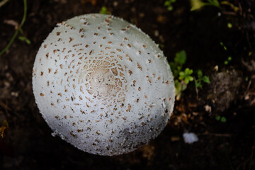 Closeup of a mushroom