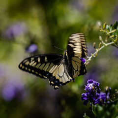 Butterfly on flowers