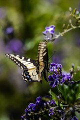 Butterfly on flowers