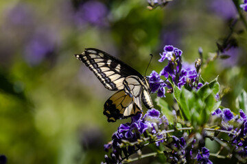 Butterfly on flowers