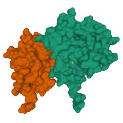 Crystal structure of SARS-CoV-2 nsp16 (green)-nsp10 (brown) complex, 3D surface model, white background