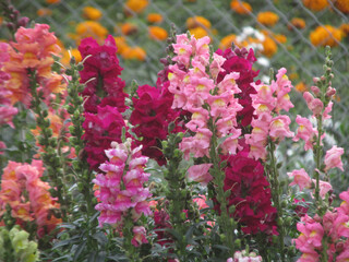 pink and rose flowers