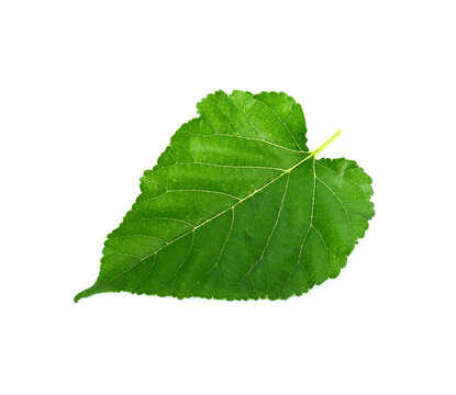 Mulberry leaf on white background.