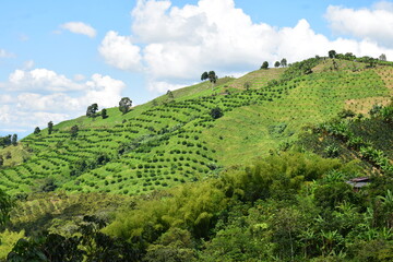 Fototapeta na wymiar Landscape in the coffee axis Colombia