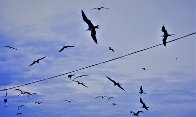 Parvada de aves en el cielo