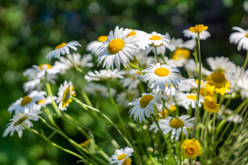 white and yellow daisies of a July day summer background.