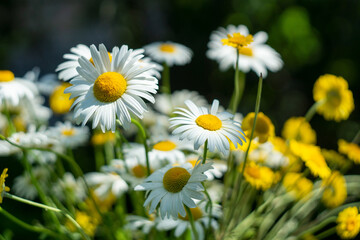 white and yellow daisies of a July day summer background.