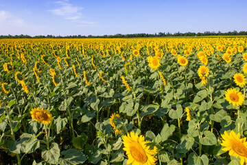 Fototapeta na wymiar sunflower field. The agriculture, farming concept