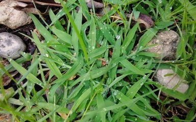 Water balls in the grass 
