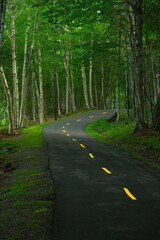 Bike Lane deep into mountain forest