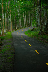 Bike Lane deep into mountain forest
