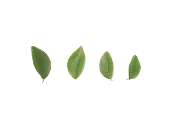 Fototapeta premium Four green leaves on white background