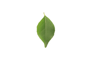 A green leaf on a white background