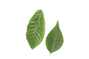 Two leaves on white background