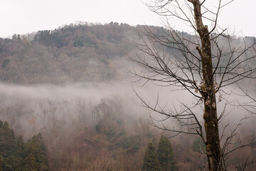 Obraz na płótnie Canvas 霧がかかる山と木