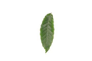 Obraz premium A green leaf on a white background