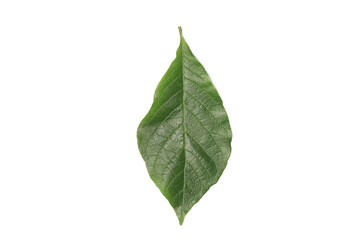 A green leaf on a white background