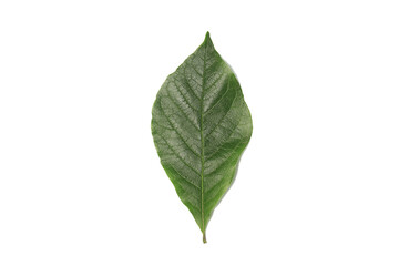 Naklejka na ściany i meble A green leaf on a white background